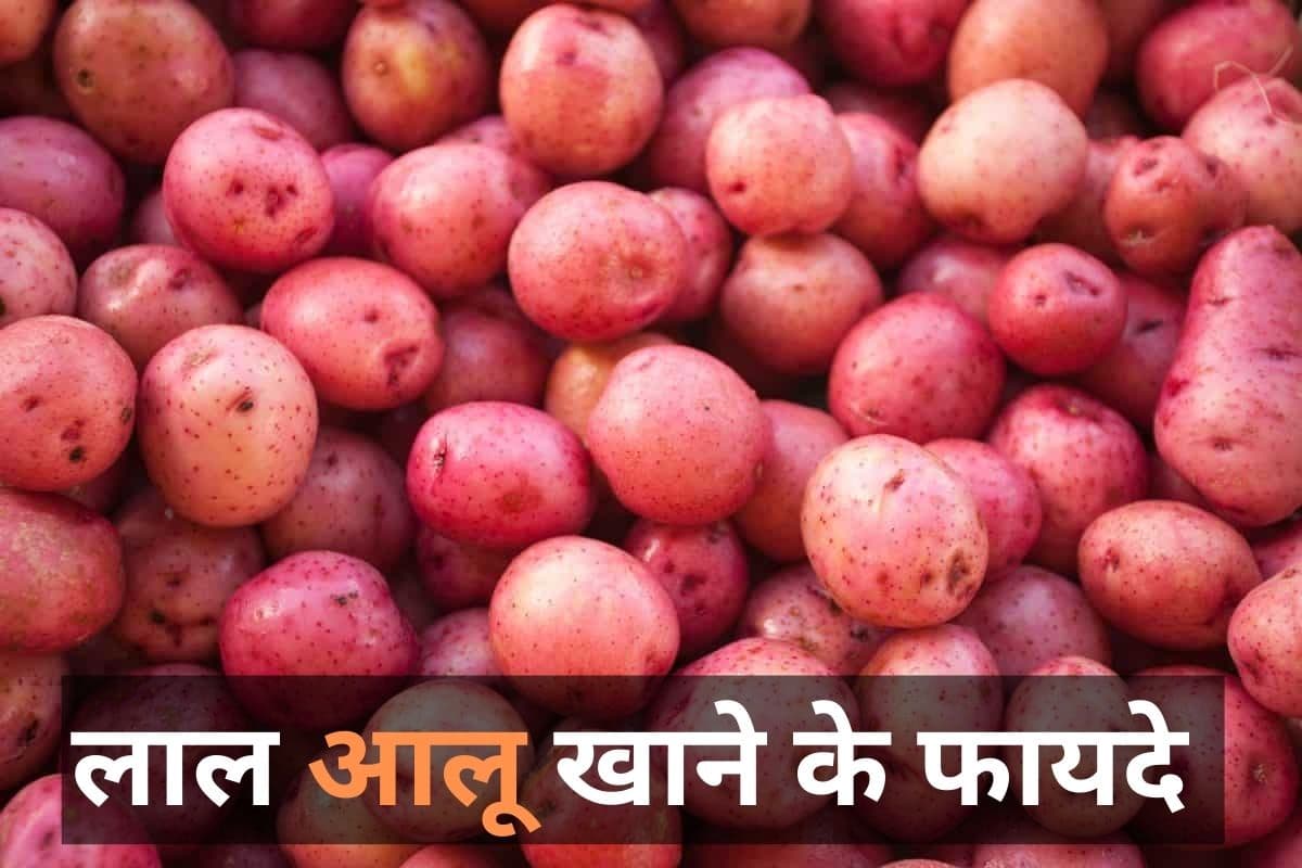 इम्यूनिटी बढ़ाने से लेकर वजन कम करने तक का काम करता है लाल आलू, जानें इसके अद्भुत फायदे