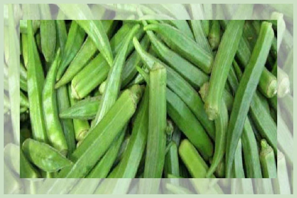 इन 5 बीमारियों को दूर करने में फायदेमंद है भिंडी, अपनी डाइट में करें शामिल