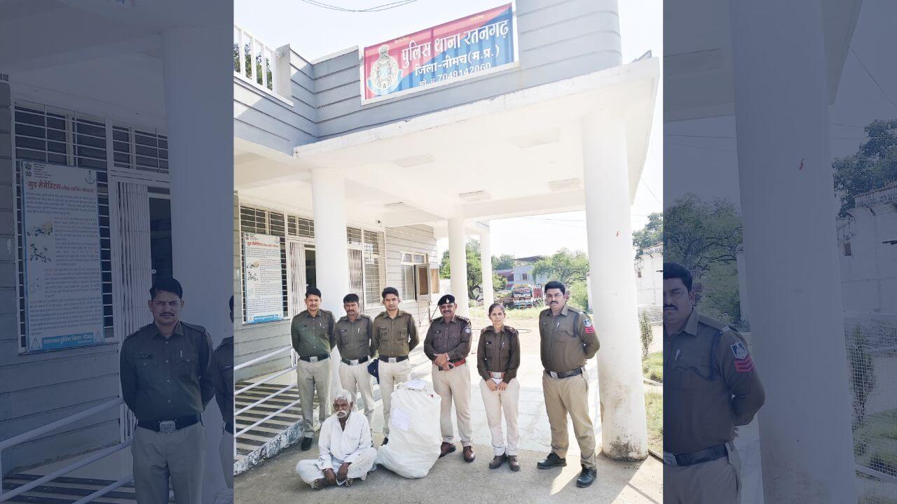 Neemuch में उगाई जा रही थी नशे की खेती, पुलिस ने जब्त किए गांजे के पौधे