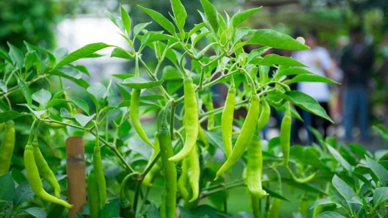 अच्छी देखभाल के बावजूद क्यों नहीं उग रही हरी मिर्च? जानें प्रमुख कारण