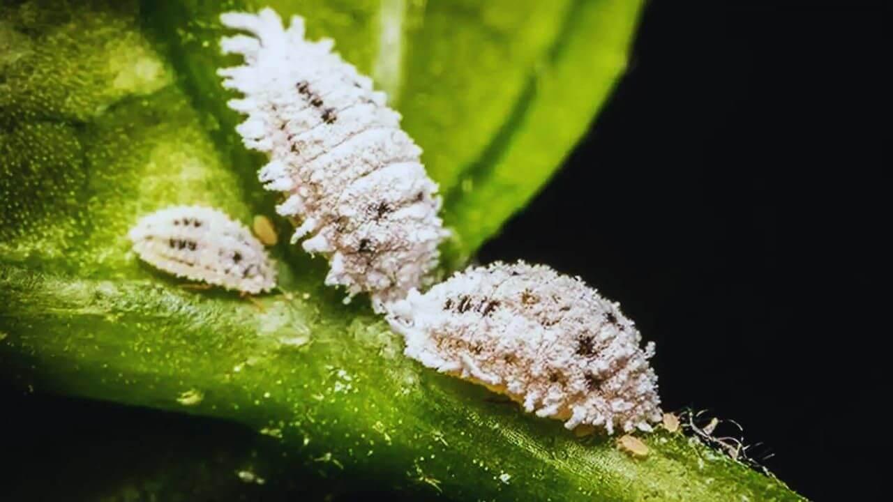 गुड़हल के पौधों से मिलीबग और फंगस ऐसे करें गायब, सिर्फ 5 रुपये में मिलेगा असरदार घरेलू उपाय