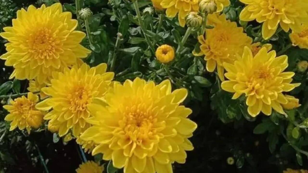 गुलदाउदी के मुरझाए फूलों को फिर से कैसे करें हरा-भरा? जानें ये आसान तरीका