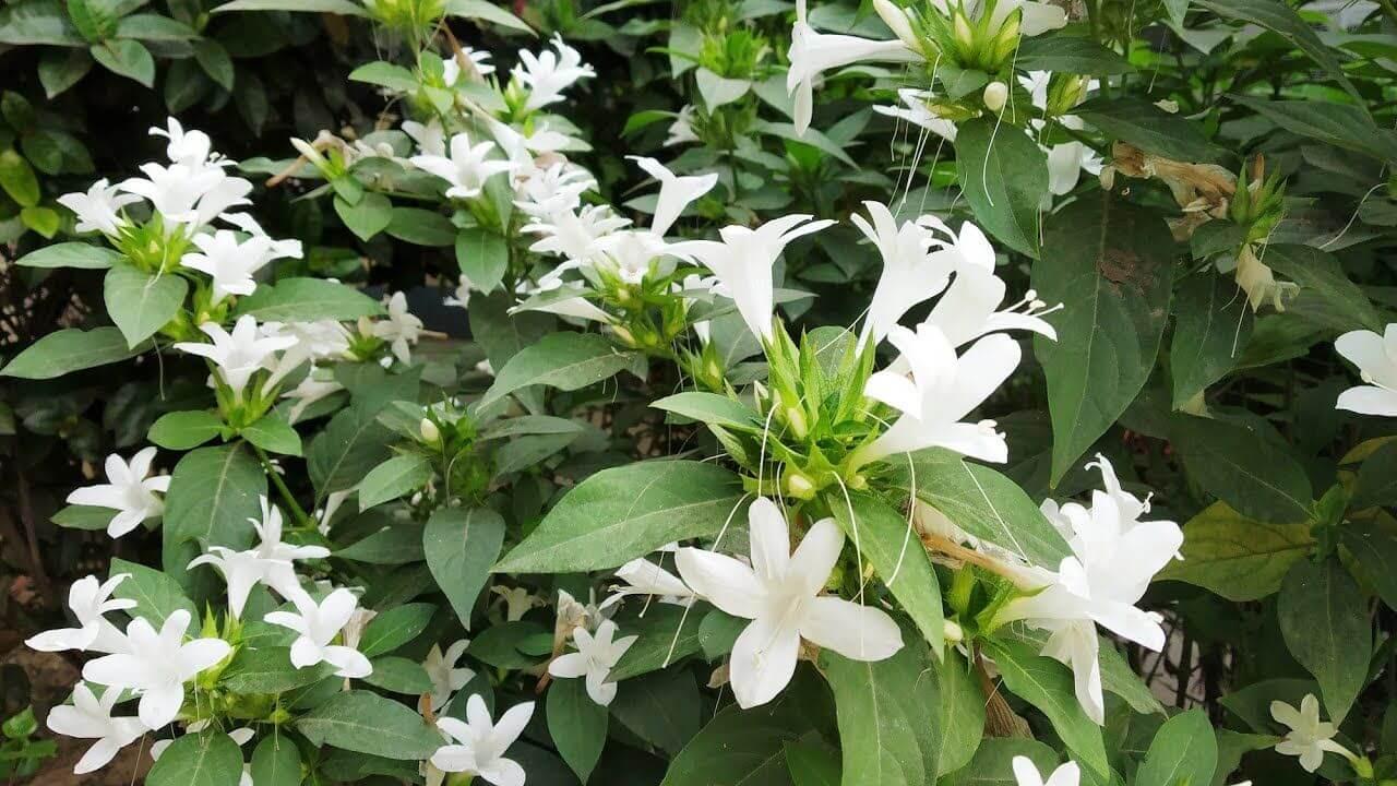 ठंड में लगाएं ये खूबसूरत पौधा, हर कोने में फैल जाएगी इत्र जैसी महक, साल भर बनी रहेगी खुशबू