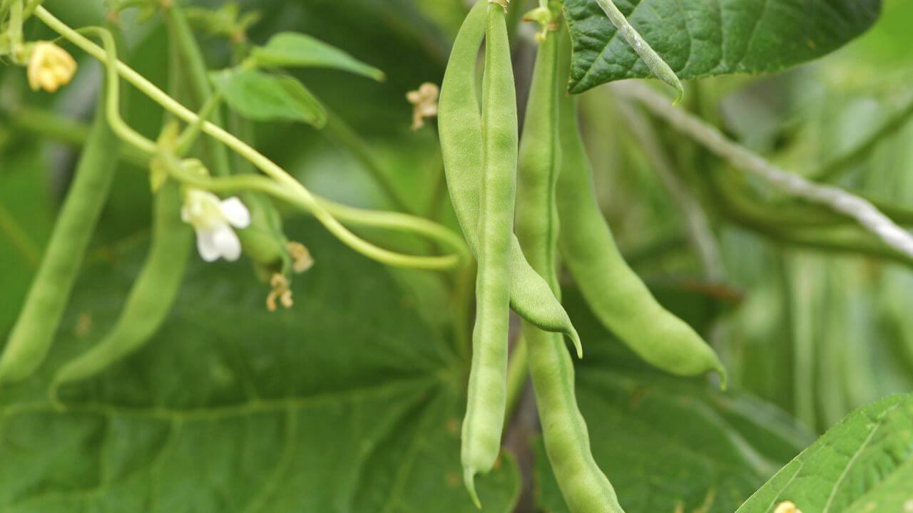 क्या आप भी चाहते हैं सेम के पौधे में लग जाए फलियों की झड़ी? फरवरी में ये हैक जरूर अपनाएं