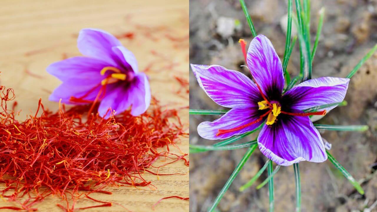 घर पर ही कम जगह में आसानी से उगाएं महंगा केसर, ये आसान ट्रिक करेगी कमाल