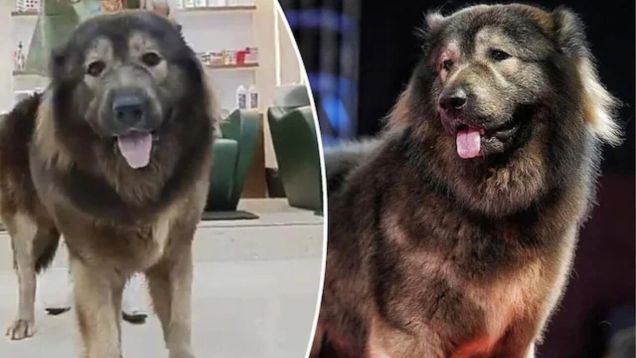 दुनिया का सबसे महंगा डॉग, इस कीमत में आ जाएं लग्जरी कारें और बंगले!