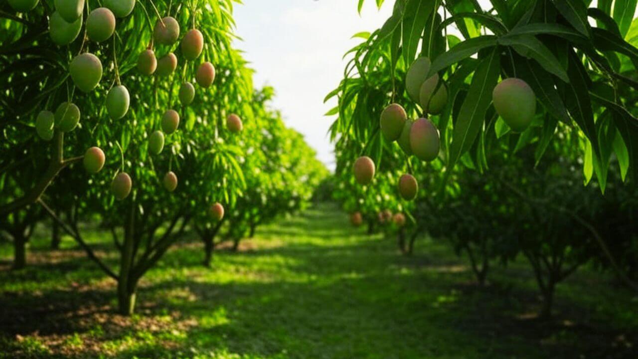 सिर्फ आम ही नहीं है फलों का राजा..इसके पत्ते, छाल, लकड़ी और जड़ें भी हैं बेहद उपयोगी