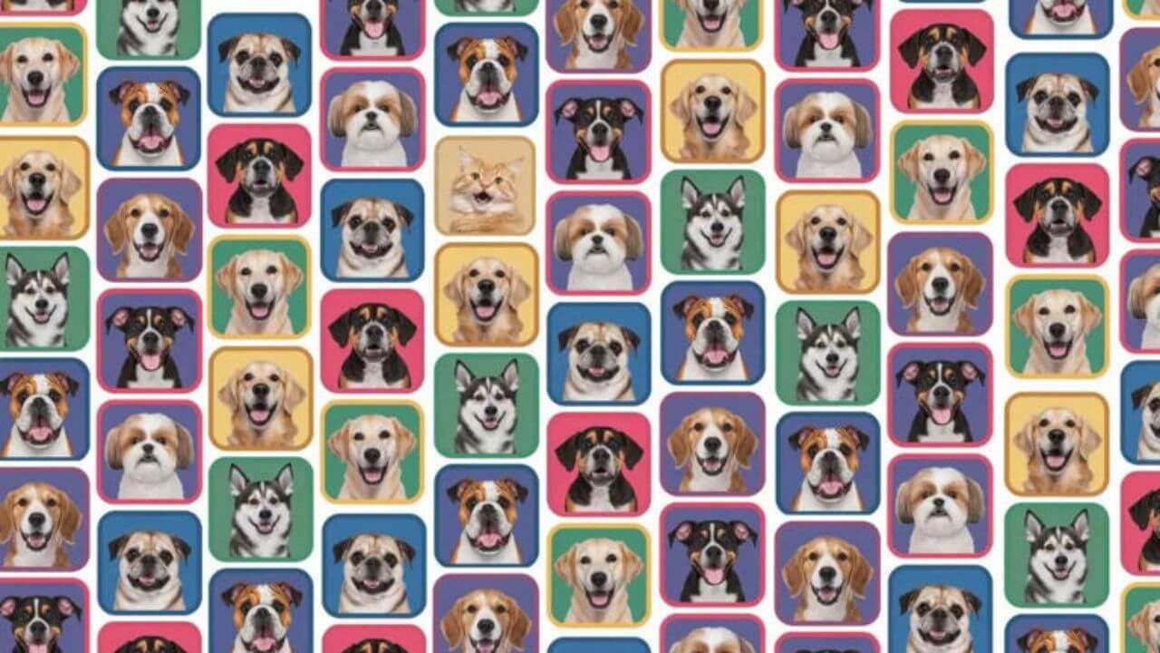 10 सेकेंड में ढूंढो बिल्ली! 99% लोग नहीं पकड़ पाए, क्या आप कर पाएंगे?