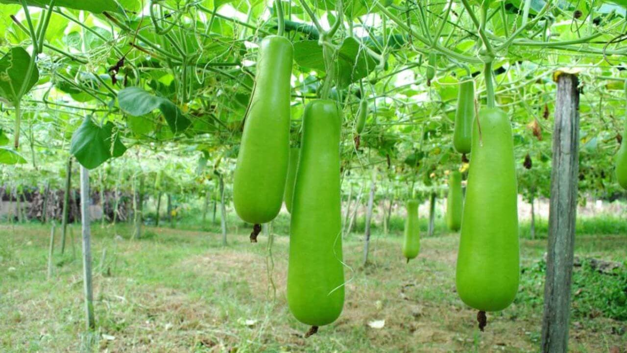 सफेद घोल का कमाल, सूनी बेल भी लाएगी भर-भर के लौकी! बस इस तरीके से जड़ों में डालें