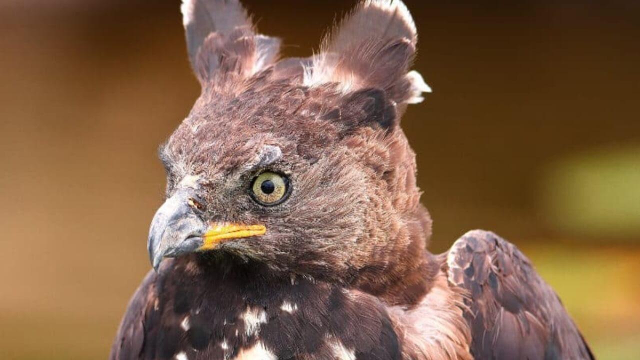 ये हैं दुनिया के 5 सबसे खूंखार शिकारी, जिन्हें देखकर थर-थर कांपने लगते हैं पक्षी; क्या आपको मालूम है इनके नाम