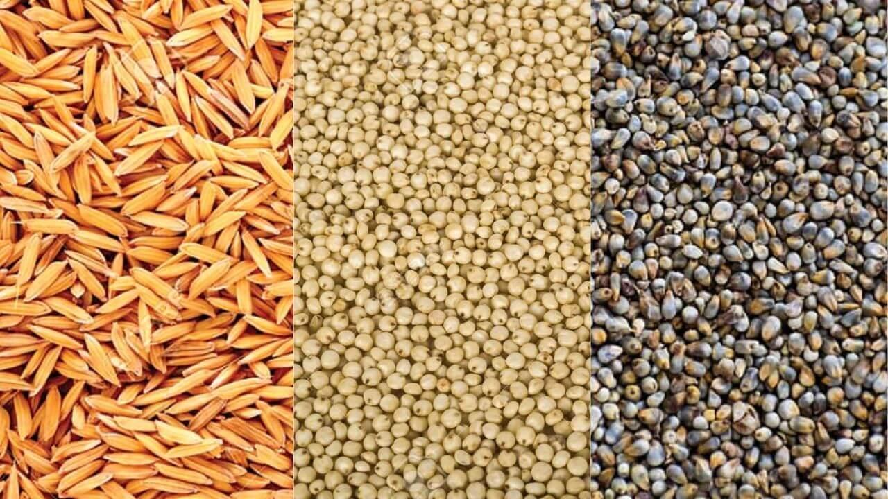 किसानों के लिए जरूरी खबर, MSP पर ज्वार एवं बाजरा का उपार्जन 24 नवंबर से, धान का 1 दिसंबर से होगा, कलेक्टर्स को निर्देश जारी