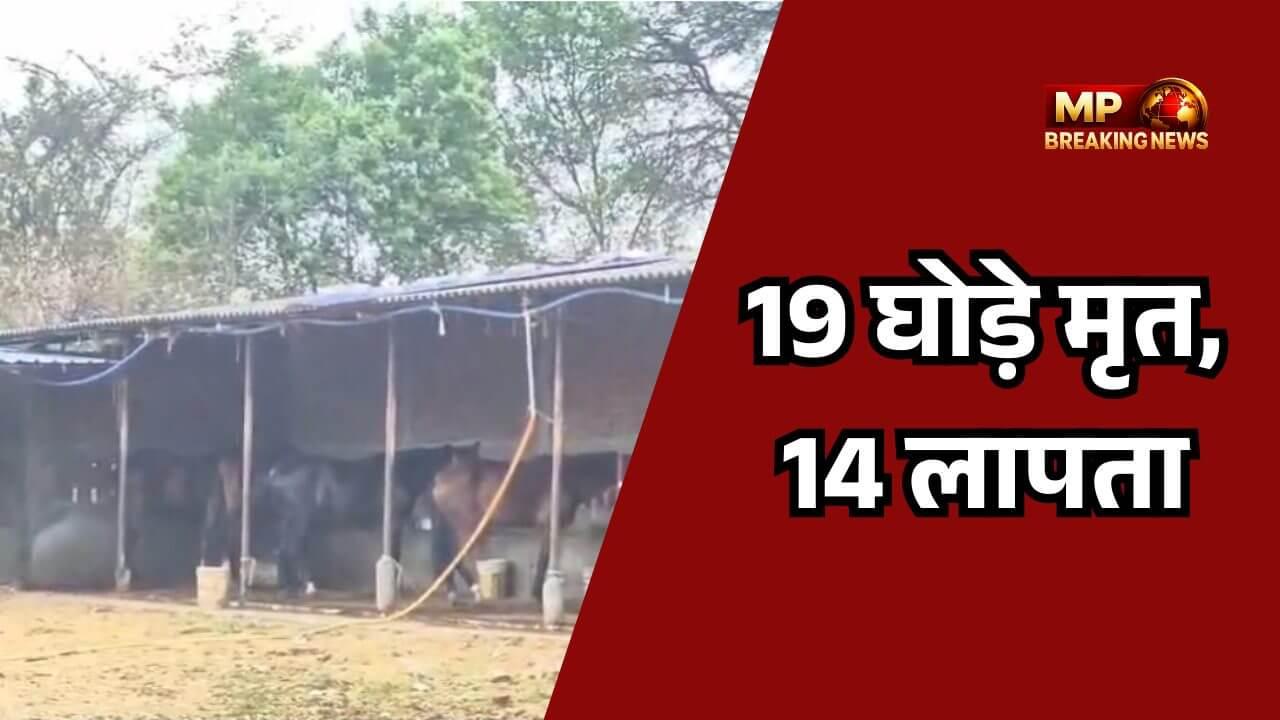 19 घोड़ों की मौत के बाद फार्म हाउस से 14 और घोड़े गायब, कलेक्टर ने दिए FIR के आदेश