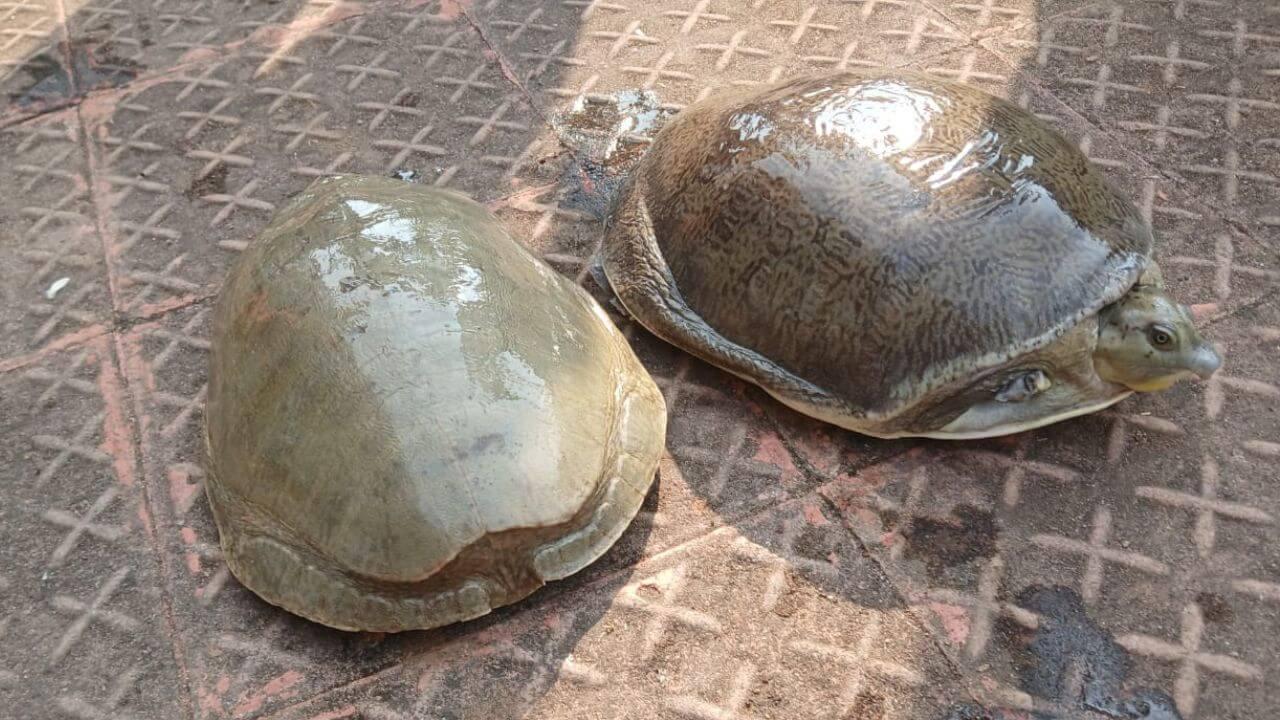 कछुए से घर में धनवर्षा! स्कॉर्पियो से जा रहे 9 लोग गिरफ्तार, पढ़ें क्या है पूरा मामला