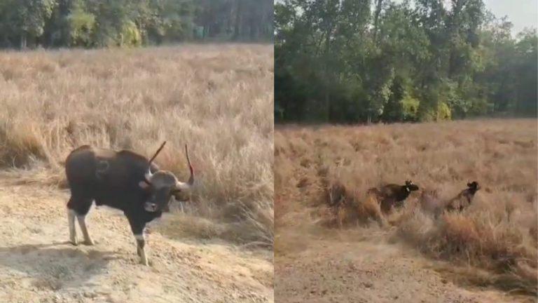 बांधवगढ़ में गौर पुनर्स्थापना: दूसरे चरण में सतपुड़ा से 5 जानवर पहुंचे, विशेष बाड़े में किए गए शिफ्ट