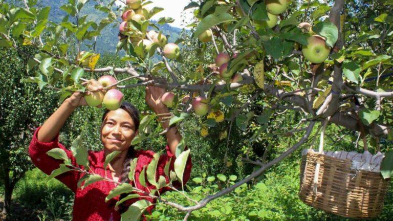 EU से आने वाले सेब पर इंपोर्ट ड्यूटी 50% से घटकर 20% हुई, हिमाचल की 5500 करोड़ की इंडस्ट्री पर संकट