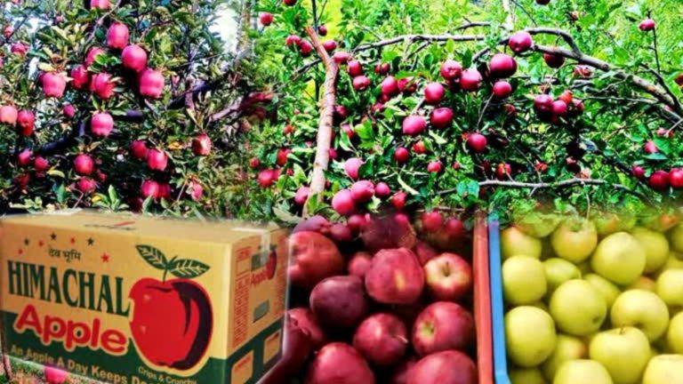 हिमाचल सरकार ने सभी फल-सब्जियों पर 1% मार्केट फीस फिर से लगाई, 2014 की अधिसूचना रद्द कर सालाना 50 करोड़ कमाई का लक्ष्य