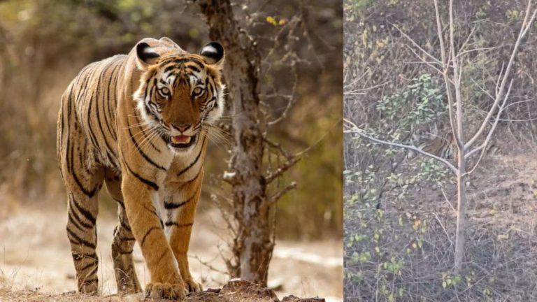 उमरिया में संजय गांधी ताप विद्युत केंद्र के पास बाघ दिखने से हड़कंप, सैकड़ों श्रमिकों ने सुरक्षा पर उठाए सवाल