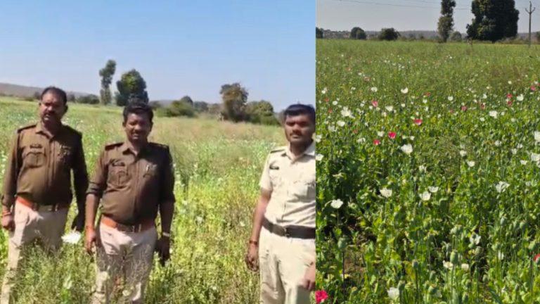 दमोह में अवैध अफीम की खेती का भंडाफोड़, कीमत एक करोड़ से ज्यादा, पुलिस कर रही पूरी फसल नष्ट, हिरासत में खेत मालिक