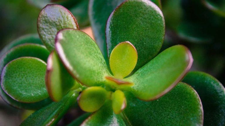 पैसे की कमी से हैं परेशान? घर में लगा लें जेड प्लांट, वास्तु के अनुसार बढ़ती है बरकत