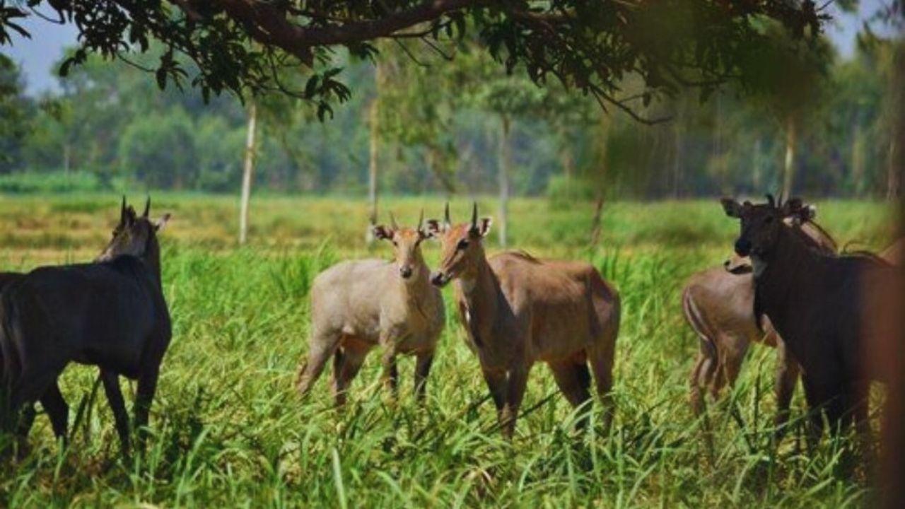 उज्जैन में किसानों की फसल बचाने के लिए नया फैसला, अफ्रीकन बोमा पद्धति से किया जाएगा नीलगायों का रेस्क्यू