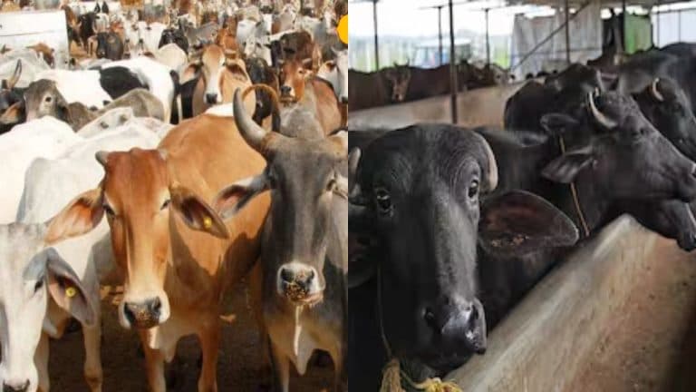 दुग्ध समृद्धि संपर्क अभियान: गाय-भैंस की नस्ल कैसे सुधरे, उनका पोषण कैसा हो, ये बताने पशुपालकों के घर जायेंगे अधिकारी