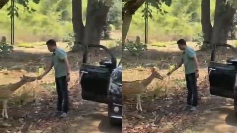 चीतल को केला खिलाना पड़ा महंगा, वायरल वीडियो के बाद पर्यटक पर केस, आरोपी गिरफ्तार