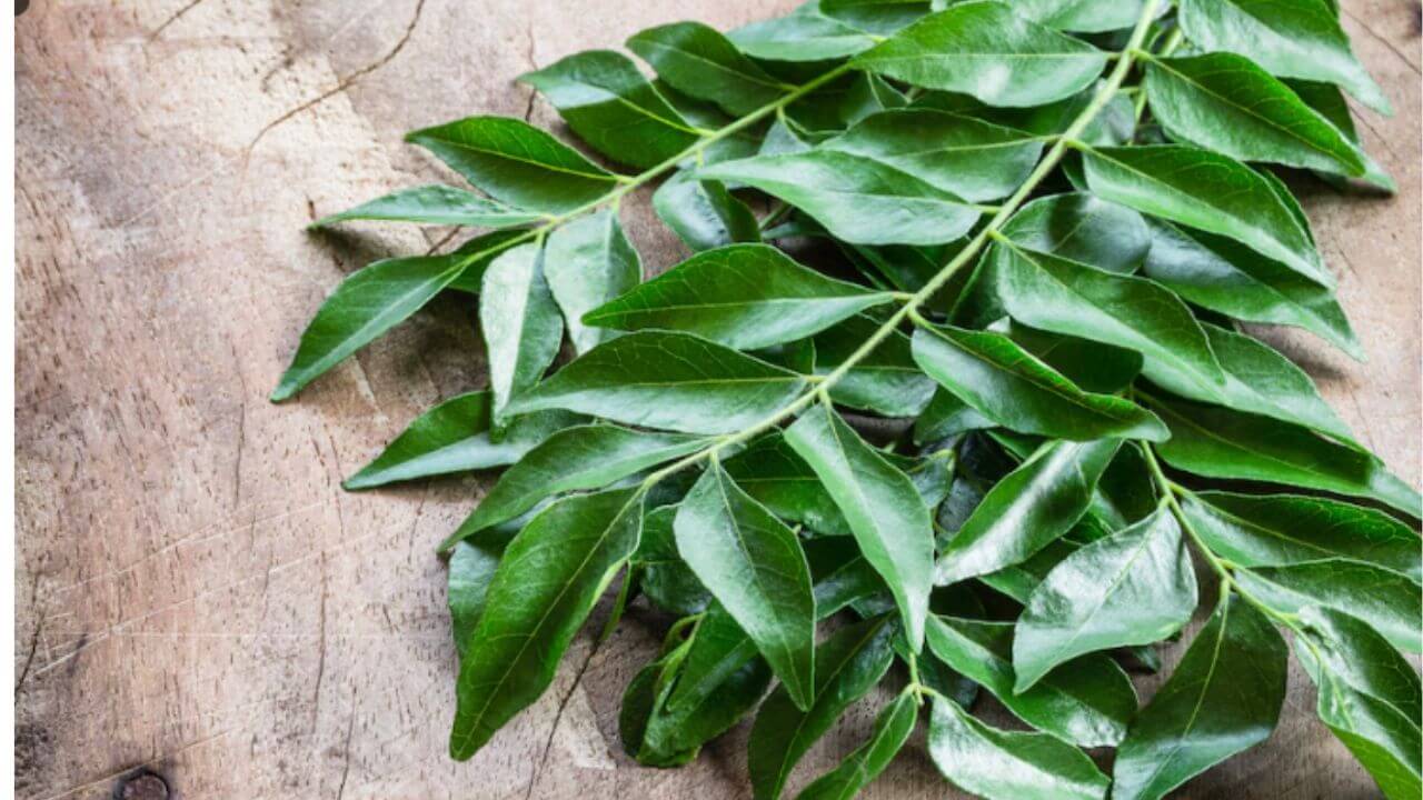 Curry leaves: वजन कमी करण्यापासून ते डायबिटीस कंट्रोलपर्यंत कढीपत्ता आहे उपयुक्त, जाणून घ्या विविध फायदे