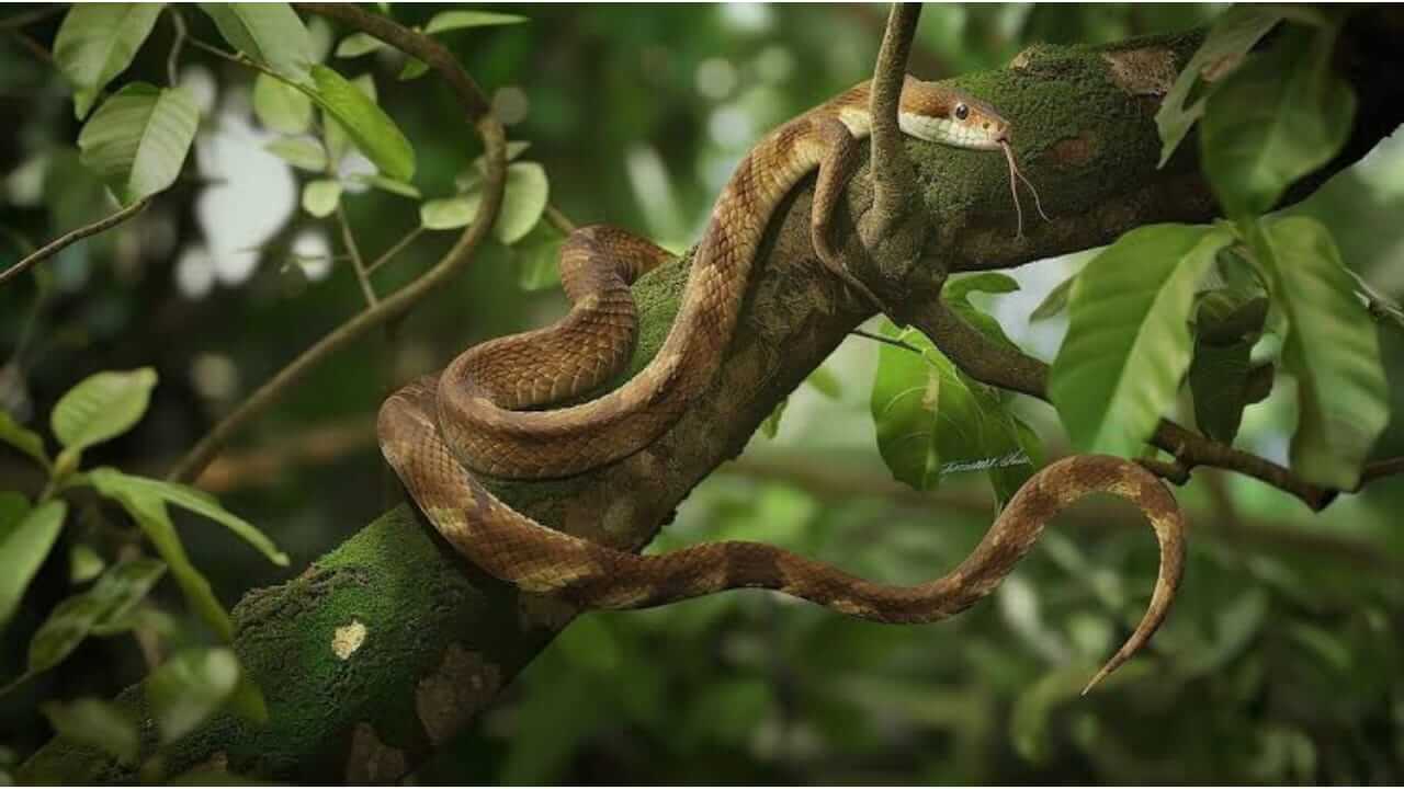 चंदनाच्या झाडावर साप का राहतात? जाणून घ्या काय आहे कारण….