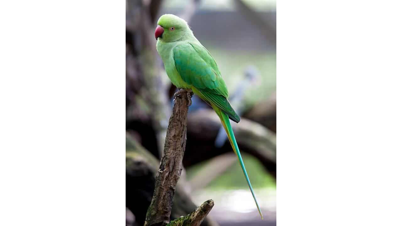 घरात पोपट पाळणे शुभं की अशुभ? जाणून घ्या सविस्तर…