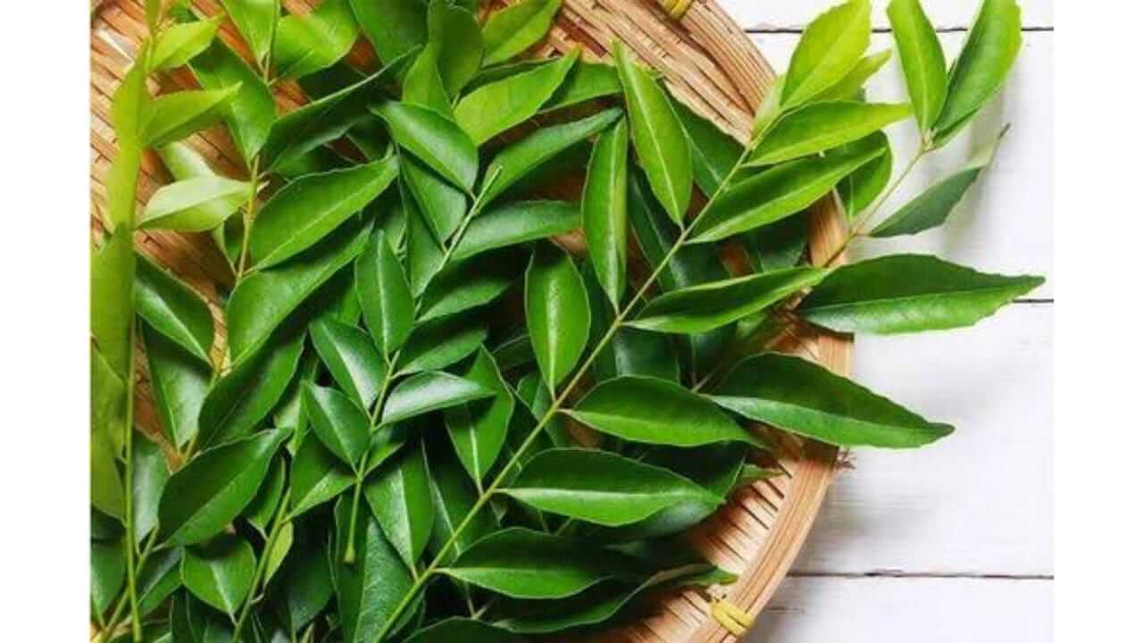 कढीपत्ता आरोग्यसाठी गुणकारी जाणून घ्या फायदे