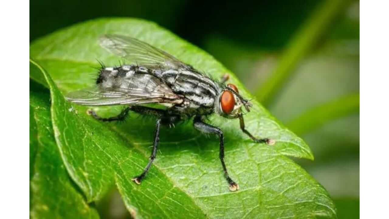 पावसाळा येताच तुमच्या घरात माश्या बसू लागतात, ‘या’ सोप्या पद्धतींनी त्यांना दूर करा