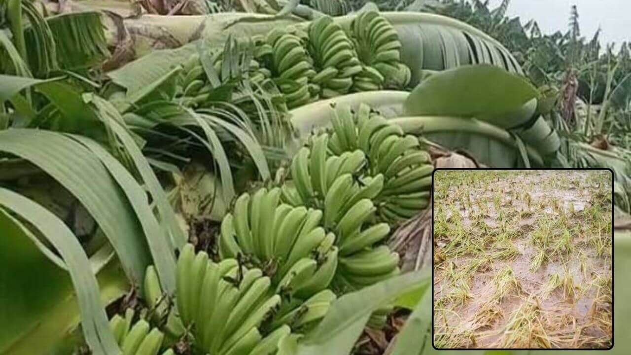 राज्याला अवकाळीचा तडाखा, 22 हजार हेक्टर क्षेत्राचं नुकसान; नाशिक, अमरावती, जळगावला मोठा फटका!