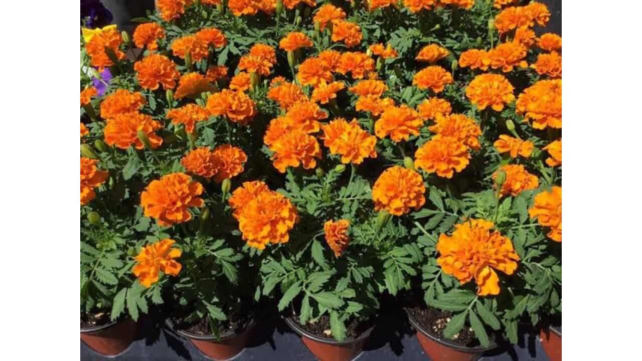 आंघोळीच्या पाण्यात झेंडूच्या फुलांची पाने मिसळा, जाणून घ्या फायदे