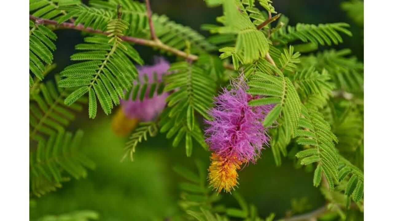वास्तुशास्त्रानुसार, घरात शमीचे रोप लावण्यापूर्वी ‘या’ गोष्टी जाणून घ्या, अन्यथा होऊ शकते नुकसान