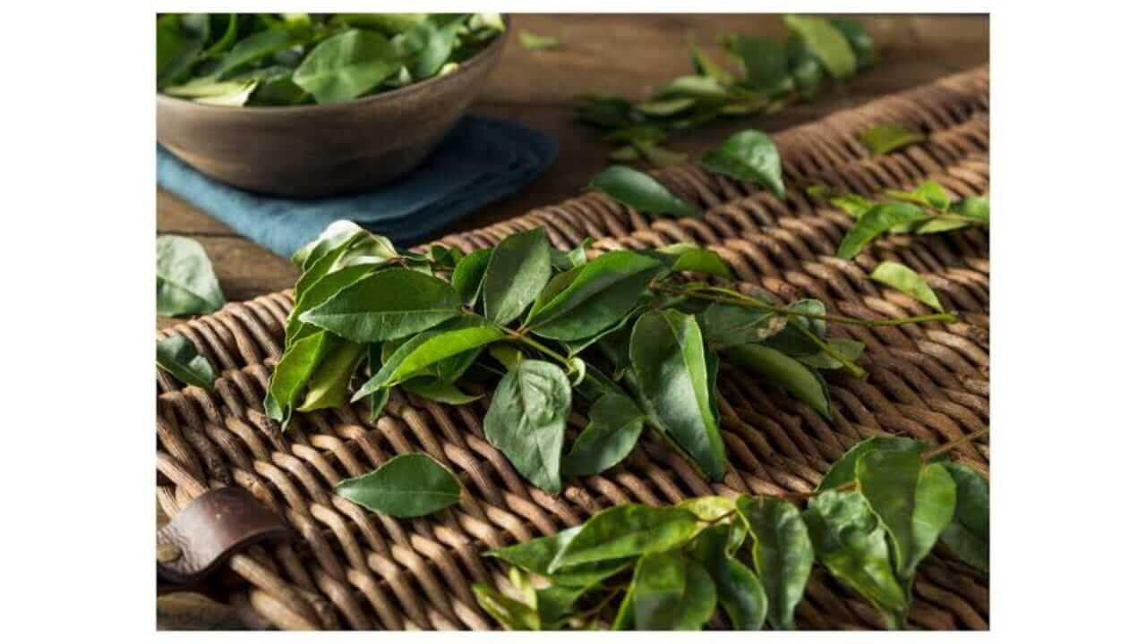 कढीपत्ता वजन कमी करण्यासाठी फायदेशीर ‘या’ प्रकारे सेवन करा