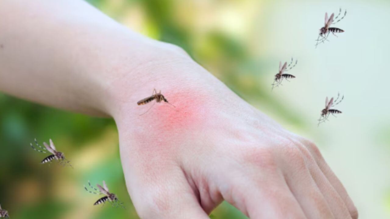 पावसाळा सुरु होताच डासांचा वावर वाढलाय? घरात लावा ‘या’ वनस्पती दूर पळतील डास