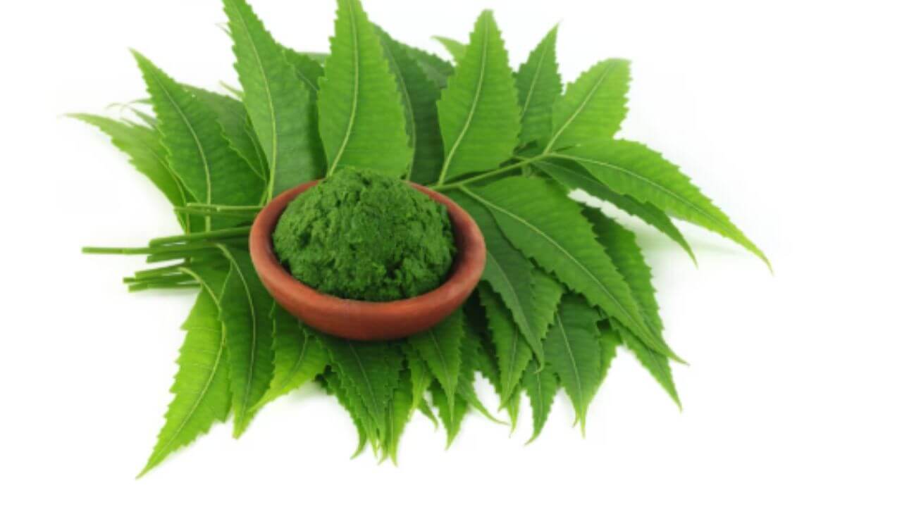 पावसाळ्यात दररोज खा कडुलिंबाची पाने, दूर होतील ५ आजार