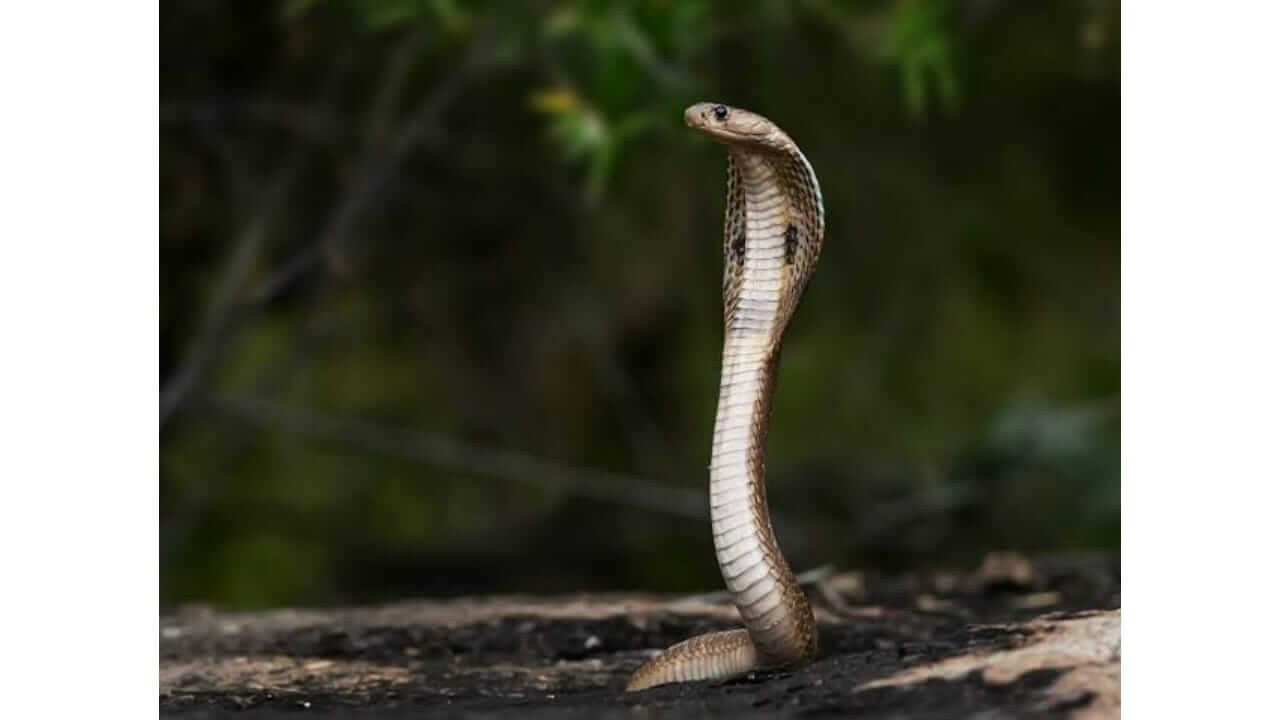 Nag Panchami 2025 : नागपंचमीला भावासाठी उपवास का केला जातो? जाणून घ्या त्यामागील पौराणिक कथा