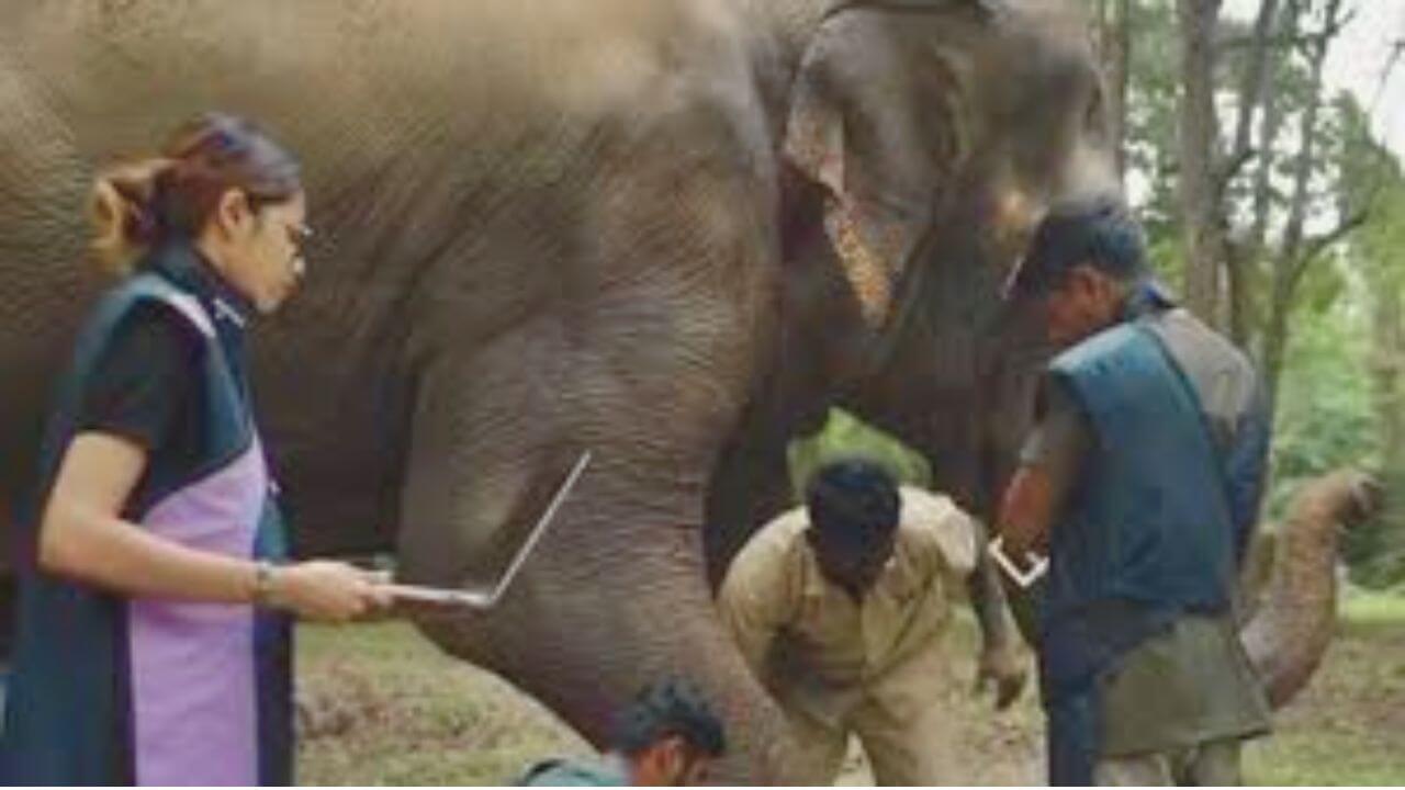 कोल्हापुरातल्या महादेवी हत्तीणीला का नेण्यात आलंय वनतारात? तिच्यावर नेमके काय होतायेत उपचार?