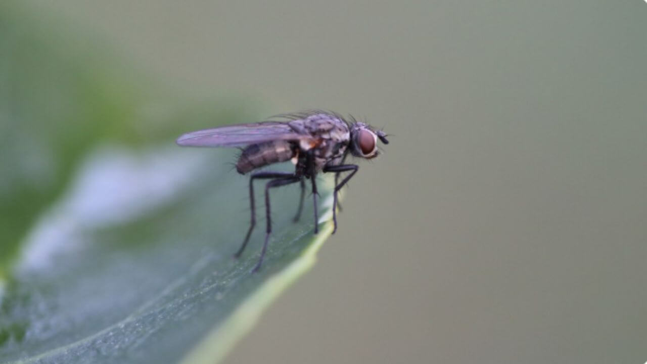पावसाळ्यात घरात सतत माशा येतात? करा ‘हे’ घरगुती उपाय