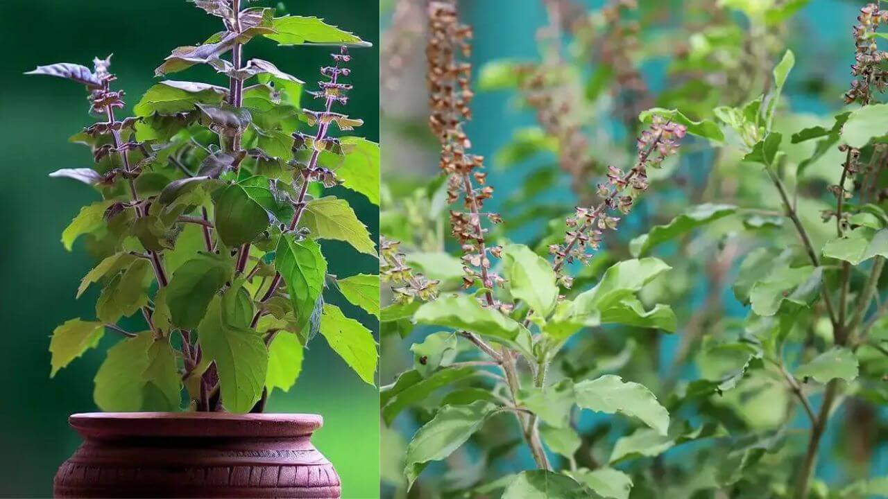 Adhyatma News : तुळशीचे हे 5 संकेत तुमचे भाग्य बदलू शकतात; चला जाणून घ्या