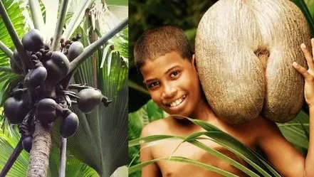 जगातील सर्वात महागडा नारळ कोणतं? आकार किती मोठा? वजन किती? जाणून घ्या