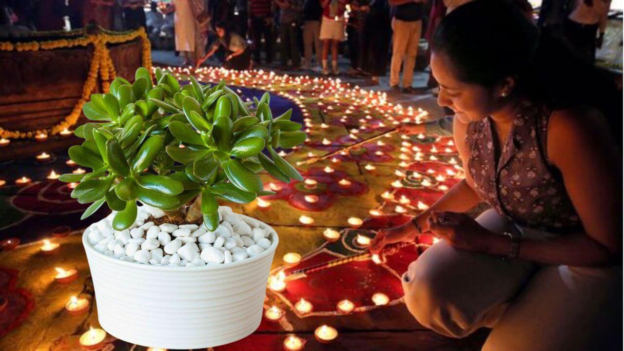 Dhantrayodashi 2025 : धनत्रयोदशीला घरी आणा या झाडाचे रोप; धनलाभासाठी बेस्ट पर्याय