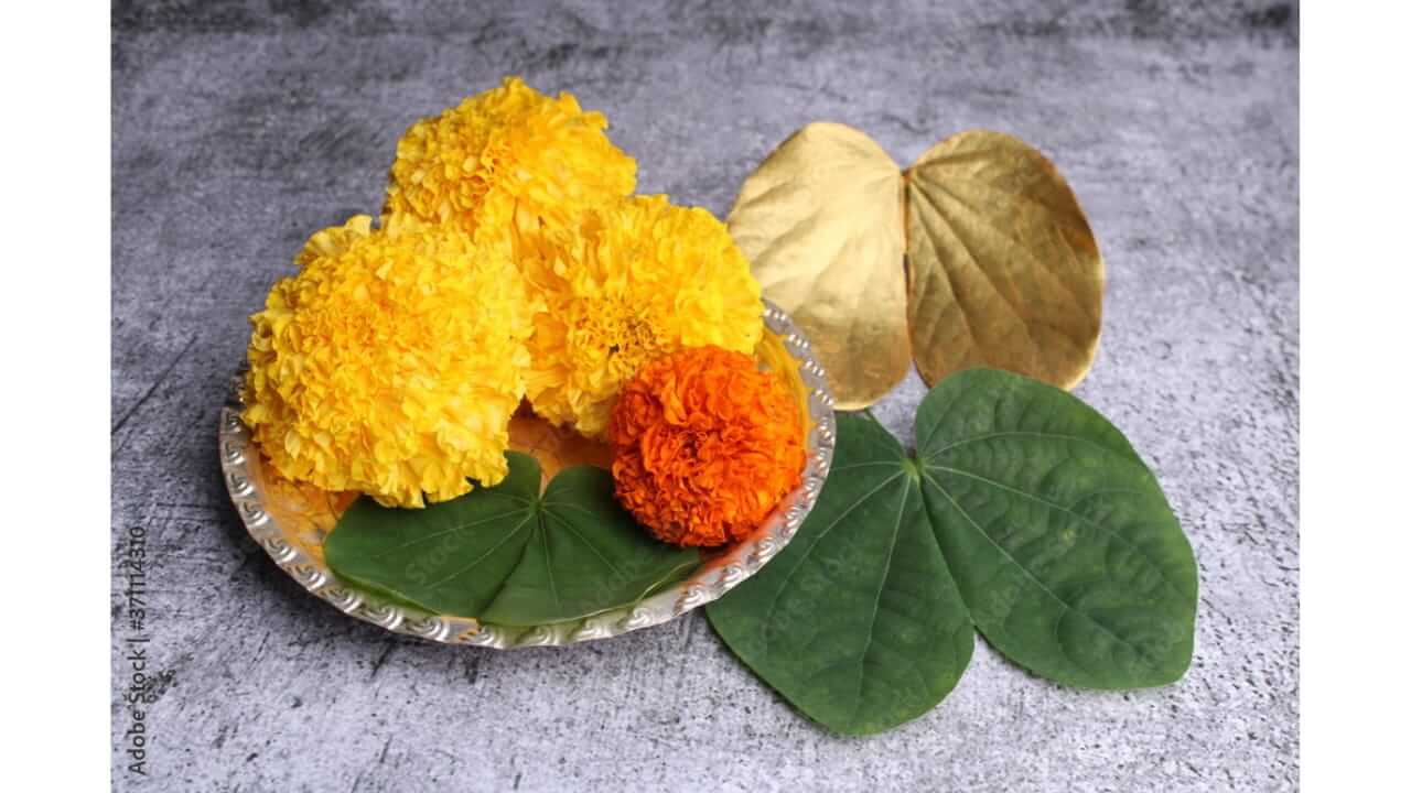 VijayaDashami 2025 : दसर्याला आपट्याची पाने सोने म्हणून का देतात? जाणून घ्या धार्मिक महत्त्व