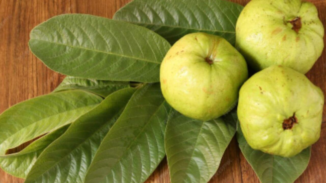 जखमा लवकर भरण्यासाठी मदत करतात पेरूची पाने, दररोज खाल्ल्यास मिळतील विविध फायदे