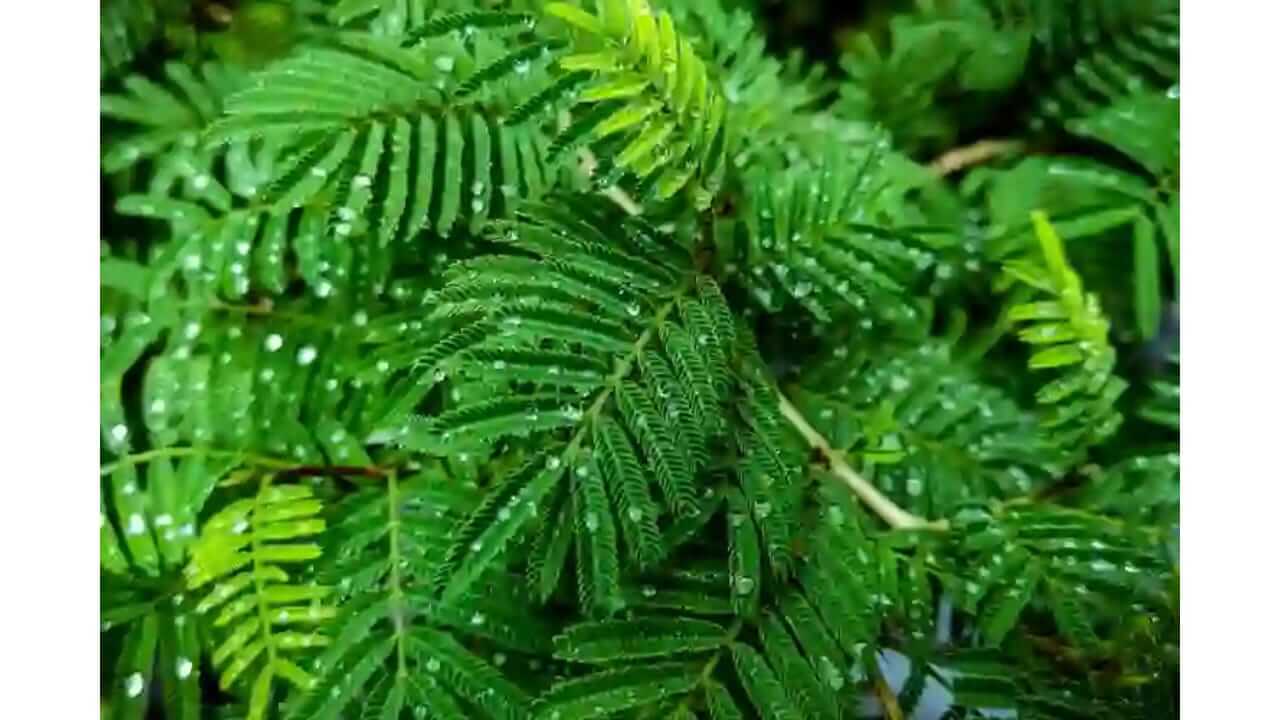 Dussehra 2025 : दसऱ्याला शमीच्या पानांची पूजा का करतात? जाणून घ्या कारण