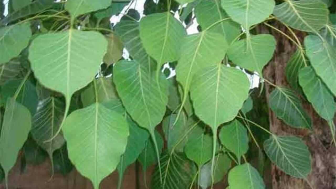 Vastu Tips : घरात पिंपळाचं झाड उगवणं शुभ की अशुभ? काय सांगत शास्त्र जाणून घ्या…