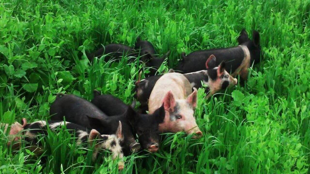 Pik Vima Yojana : वन्य प्राण्यांमुळे पिकांचे नुकसान झालं? या योजनेतून मिळणार भरपाई