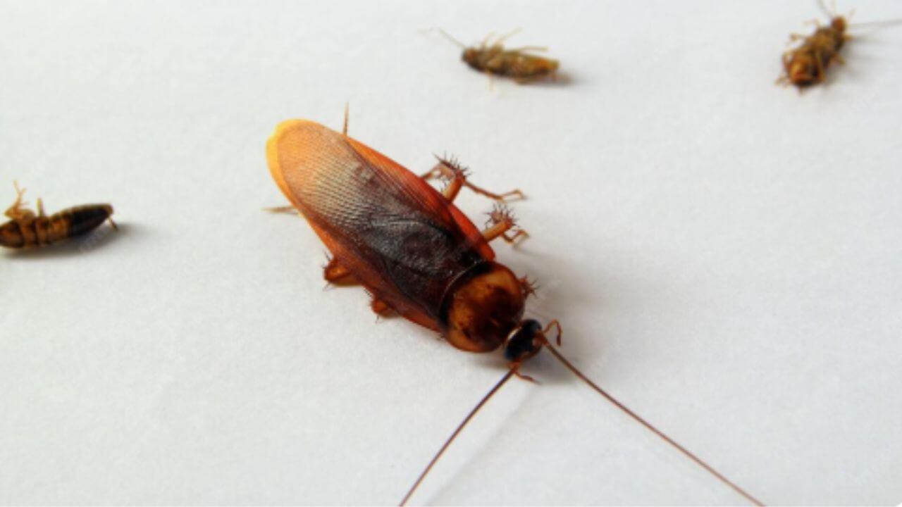 झुरळांमुळे अन्नातून होऊ शकते विषबाधा, घरातून पळवण्यासाठी करा ‘हे’ घरगुती उपाय