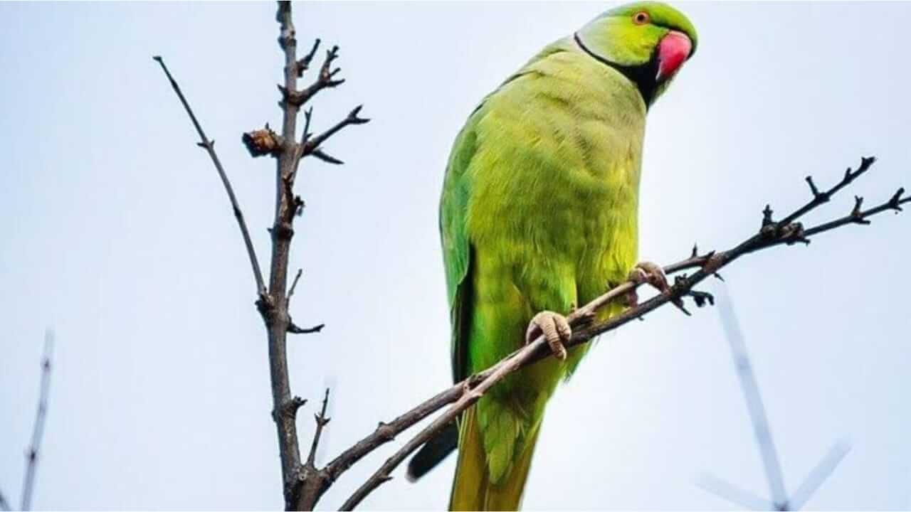 Vastu Tips : घरात किंवा घराच्या अंगणात पोपट येणे हा शुभ संकेत असू शकतो का? जाणून घ्या..
